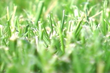 Picture of my front lawn taken with the tele-macro setting on my JVC camcorder